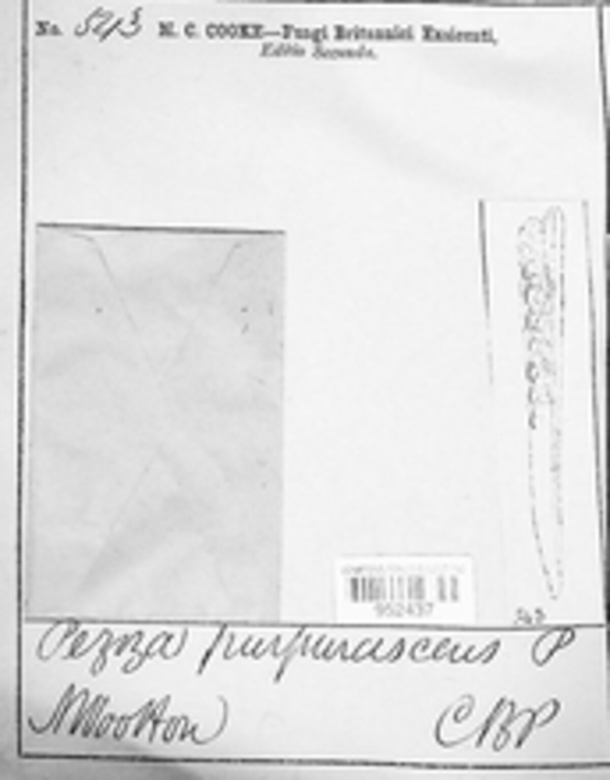 Discinella purpurascens image
